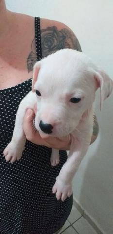 Pit bull