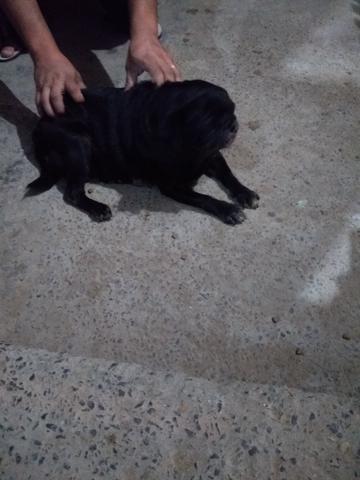 Pug preta