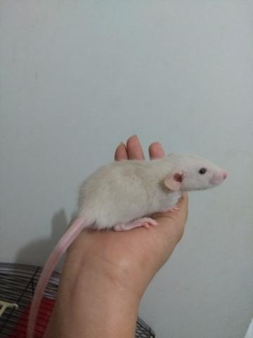 Ratinho Dumbo Macho