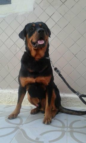 Rottweiler disponível para cruzar