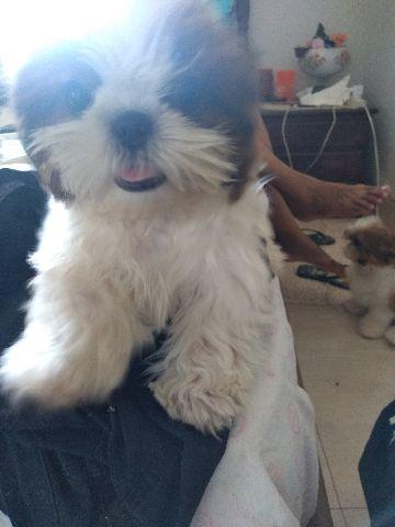 Shih Tzu