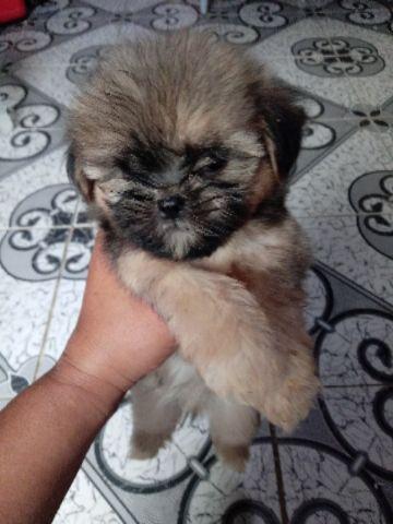 Shih Tzu