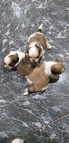 Shih Tzu