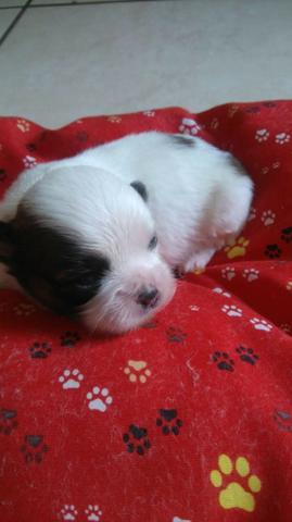 Shih Tzu