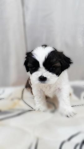 Shih Tzu filhotes, muito carinhosos