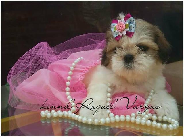 Shih tzu filhotes disponiveis para entrega hoje