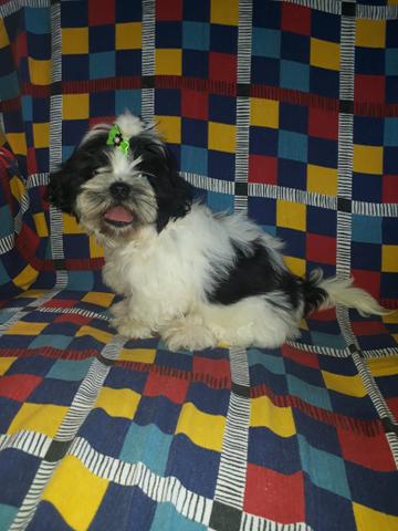 Shih tzu macho 4meses