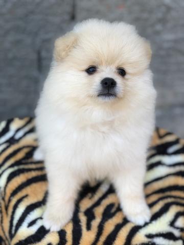 Spitz Alemão / Lulu da Pomerania