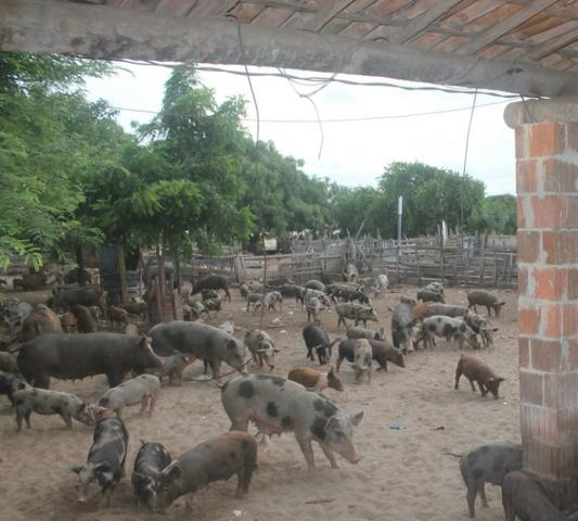 Suínos/porcos para o abate