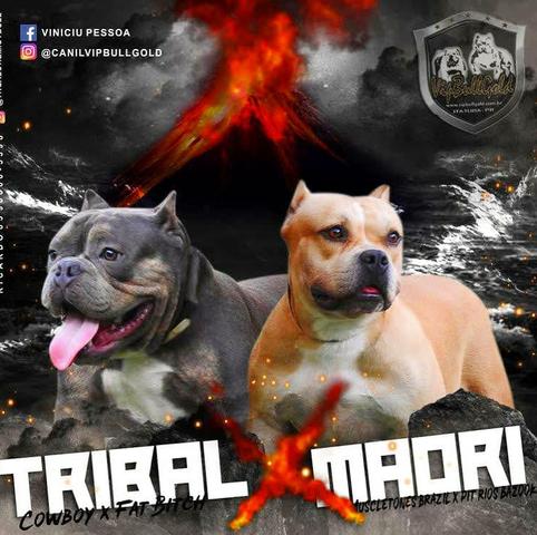 Tribal vs Maori - American Bully