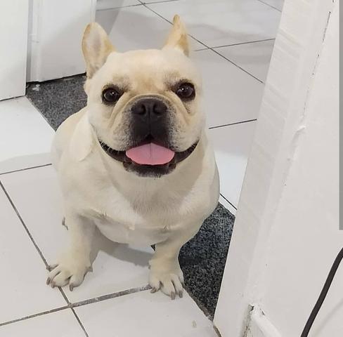 Vende-se bulldog francês