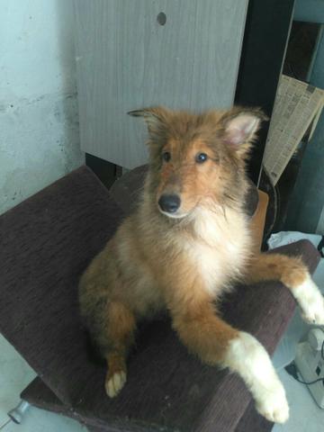 Vende-se lindos filhotes. de collie pelos longo