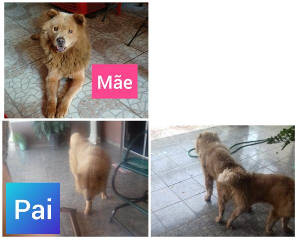 Vendo 4 CHOW CHOW MACHOS