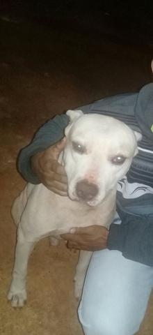 Vendo Casal de Pitbull e a femea está gravida