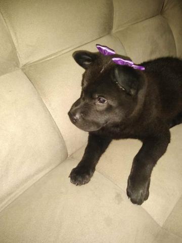 Vendo cachorro (chow- chow)