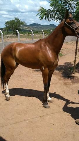 Vendo cavalo manga larga