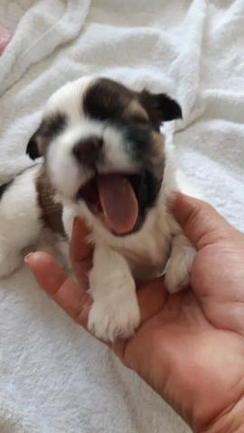 Vendo filhote Shih Tzu fêmea (branco com preto) com