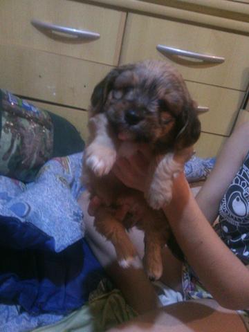 Vendo filhote poodle misturado macho