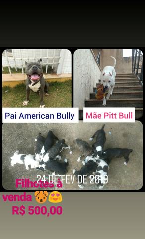 Vendo filhotes American Bully x Pitt Bull