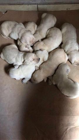 Vendo filhotes de labrador
