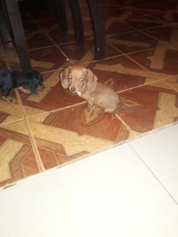 Vendo filhotes tekel-Dachshund