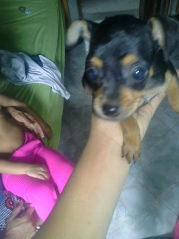 Vendo pinscher