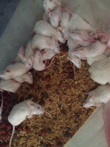 Vendo ratinhos de laboratório