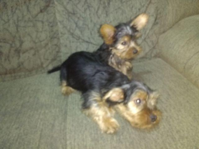 Yorkshire Terrier