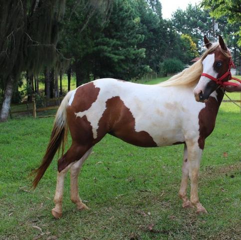 Égua Paint Horse