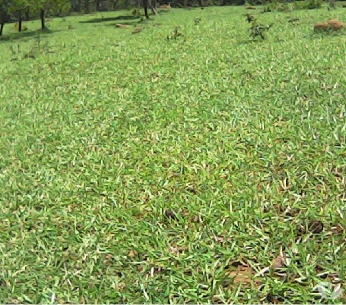 Chácara em Oferta - 2 hectares com Córrego por 70 mil