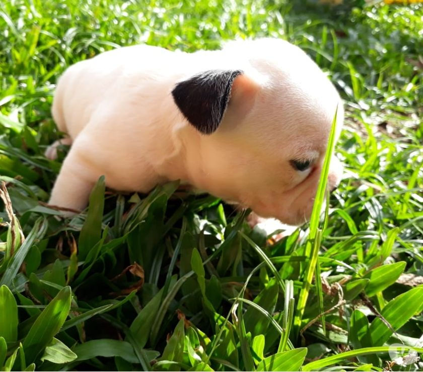 Filhote de Buldogue Francês, femeas! Parcela-se!