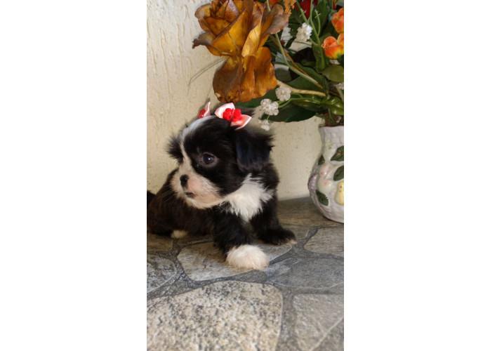 Filhotes de Shihtzu