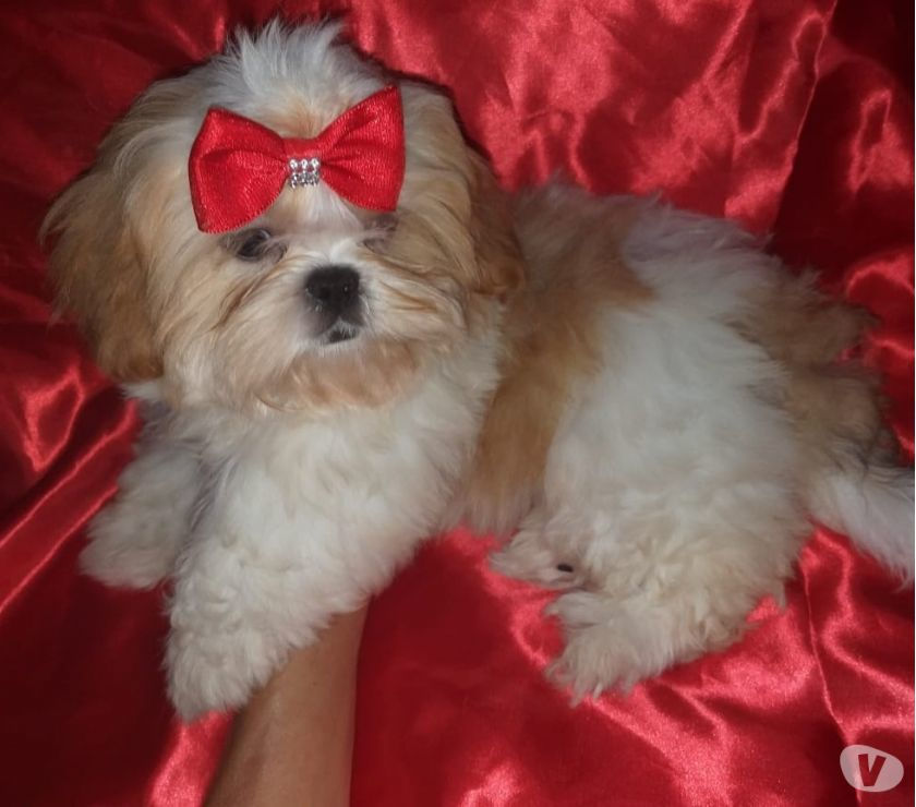 Linda Fêmea de Shih tzu