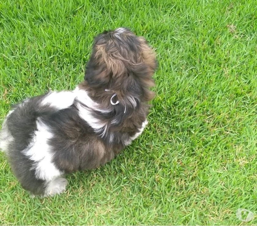 Lindo Machinho de Shih tzu prontinho para entrega