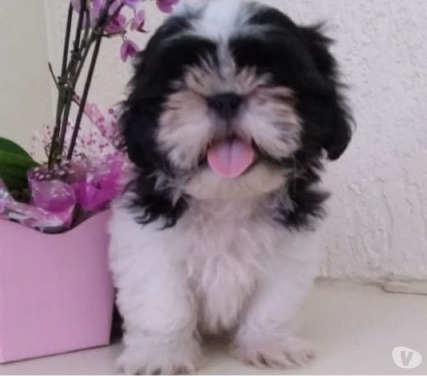 Lindo Macho de shih tzu