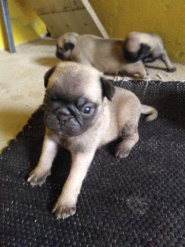 Lindos filhotes de Pug