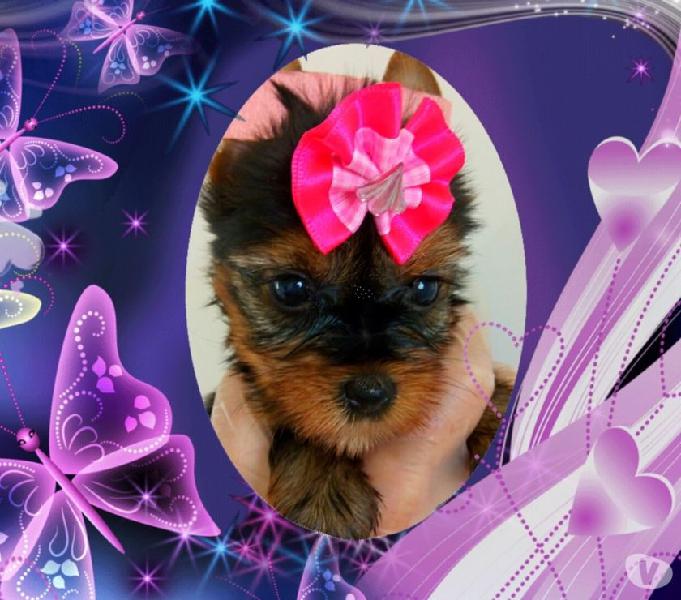 Lindos filhotes de Yorkshire Terrier Whatsapp: 11 99899-8949