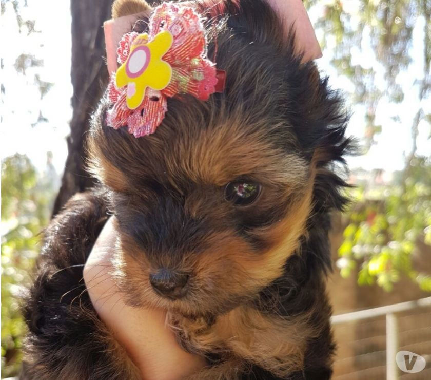 Lindos filhotes de Yorkshire terrier e Spitz Alemão