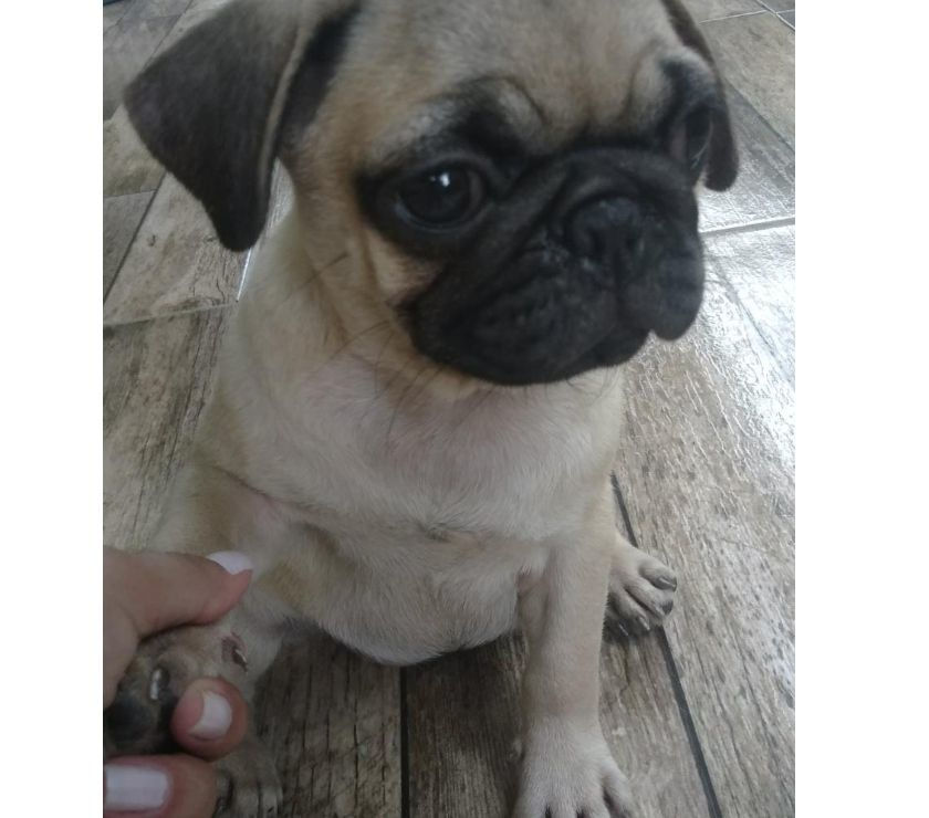 Pug femea