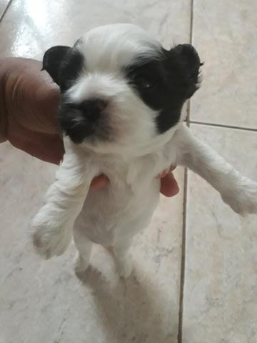 Vendo