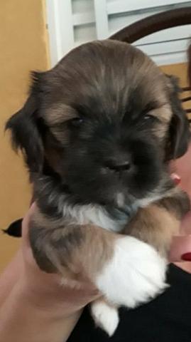Vendo lhasa apso