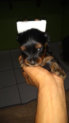 Yorkshire terrier porte pequeno