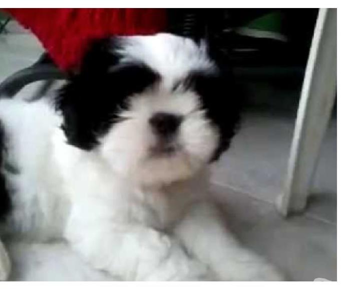 Filhotes de mini shih tzu fêmeas e machos 3317 6533