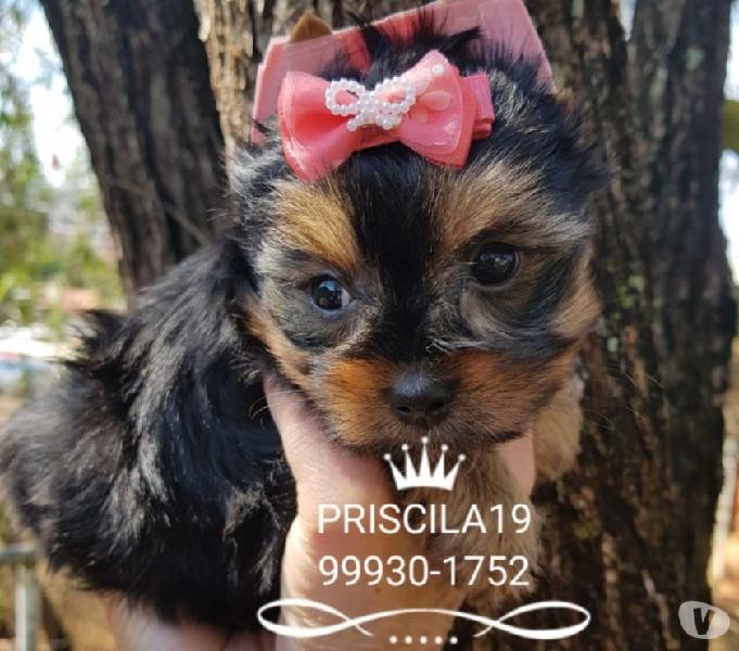 Yorkshire Terrier belos filhotes