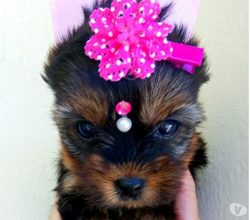 Filhotes a venda de Yorkshire Terrier