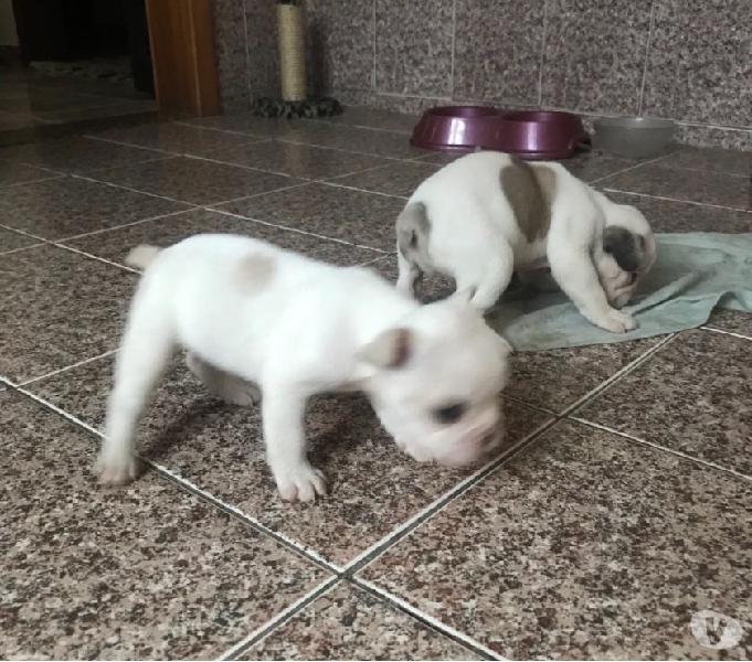 Vendo boodog francês