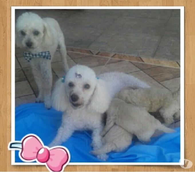 Vendo poodle