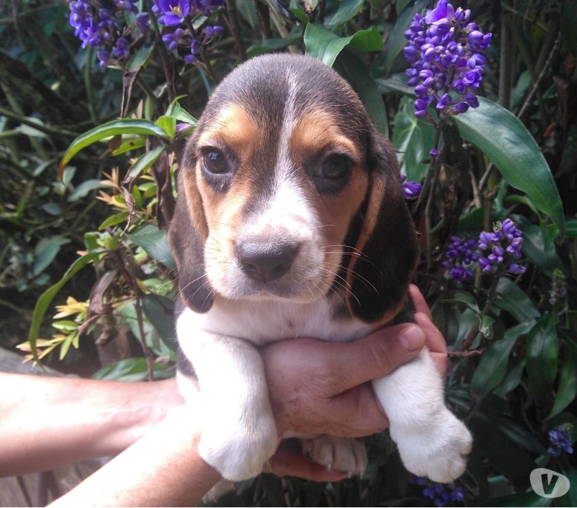 Beagle