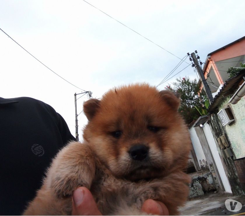 Chow chow filhote