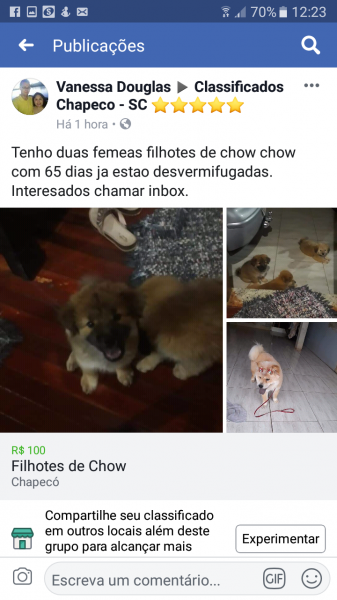 Filhotes de Chow chow